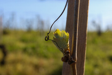 grapevine sprouting