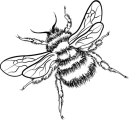 Hand drawn bumble bee on white background