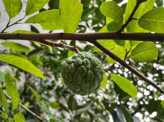 fresh srikaya fruit in the gerden