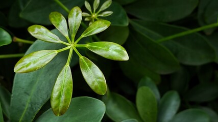 leaves with shape like flower of a plant
