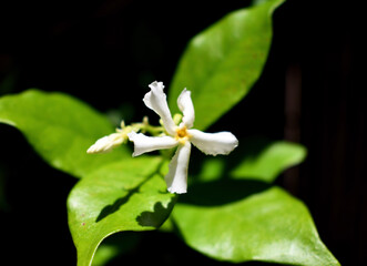 white and yellow flower