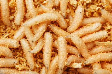 Live fly larvae as bait for catching fish close-up
