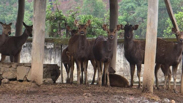 Herd of antelopes in Imphal Zoo