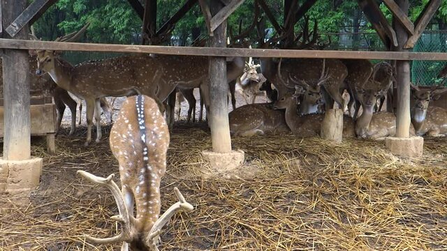 Fallow deer in Imphal Zoo
