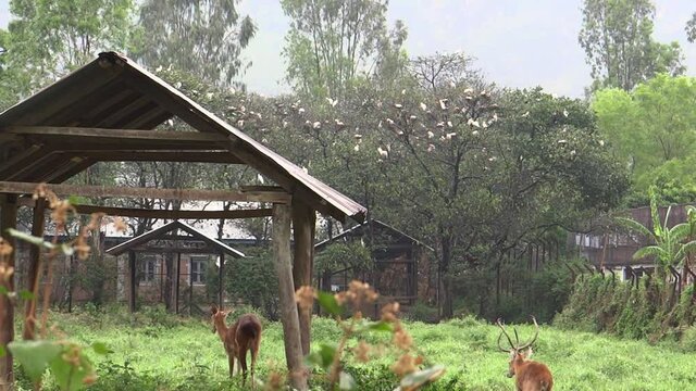 Deer and birds in Imphal Zoo