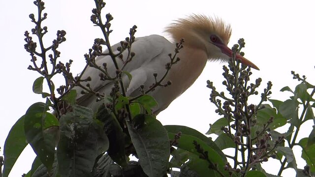 Heron perching on tree