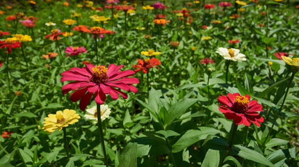 field of colorful Zinnia flowers in bloom