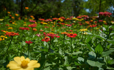 field of colorful Zinnia flowers in bloom