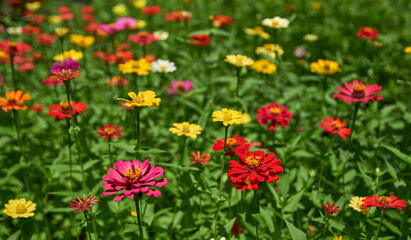 Obraz na płótnie Canvas field of colorful Zinnia flowers in bloom