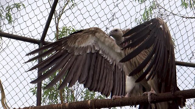 Vulture in Imphal Zoo