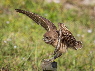 Burrowing Owl landing on perch in Cape Coral in Florida USA