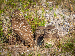Burrowing Owl family of three in Cape Coral in Florida USA