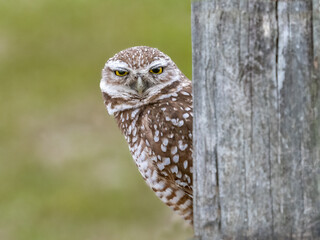 Burrowing Owl behind post in Cape Coral in Florida USA
