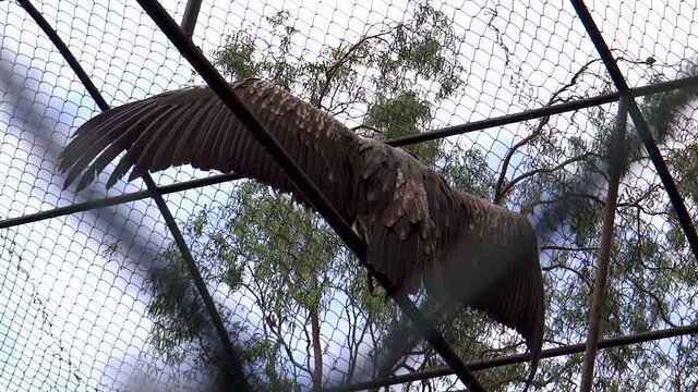 Vulture in Imphal Zoo