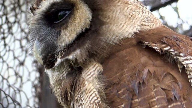 Owl in Imphal Zoo