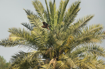 Obraz premium Greater spotted eagle takeoff from date tree, Bahrain