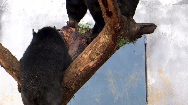 Black bears in Imphal Zoo