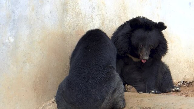 Black bears in Imphal Zoo