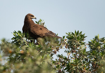 Greater spotted eagle perched on a tree, Bahrain