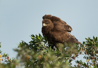 Greater spotted eagle preening it feather, Bahrain