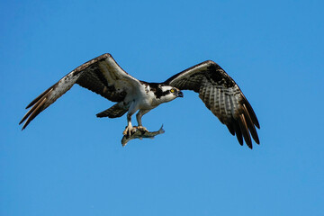 Osprey with Fish