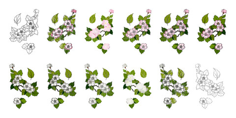 Cherry flower in japanese style on white background. Vector design. Spring season. Cherry tree blossom. Japanese background vector. Bouquet element. Natural farming.