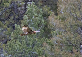 Red-Tailed Hawks in Flight