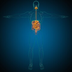Human Digestive System Anatomy For Medical Concept 3D Rendering