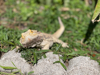 Bearded Dragon in the Grass