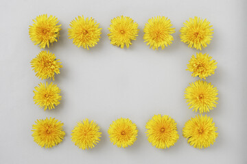 Dandelion flowers are framed on a grey background with copy space for invitation or banner text. Spring minimal concept concept and flat lay.