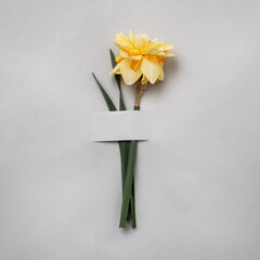Yellow daffodil fancy shape on a grey background. The concept of spring and postcards for congratulations on an anniversary or a holiday.