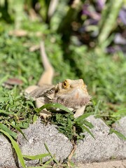 Bearded Dragon in the Grass