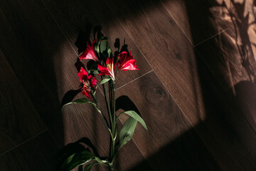 One red flower of alstroemeria on the wooden floor. Moody and rustic dark atmosphere