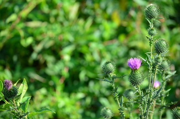 Thistle Bloom