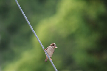 sparrow sitting on a line on a green blured background