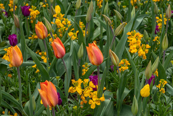 Obraz premium Tulip heads and buds
