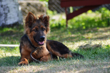 young german shepherd dog running in the garden, sunny day and sunlight in summer