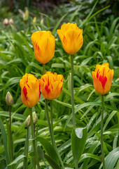 Five Tulips
