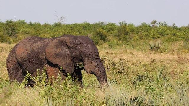  Botsotso the KNP Elephant tusker feeding