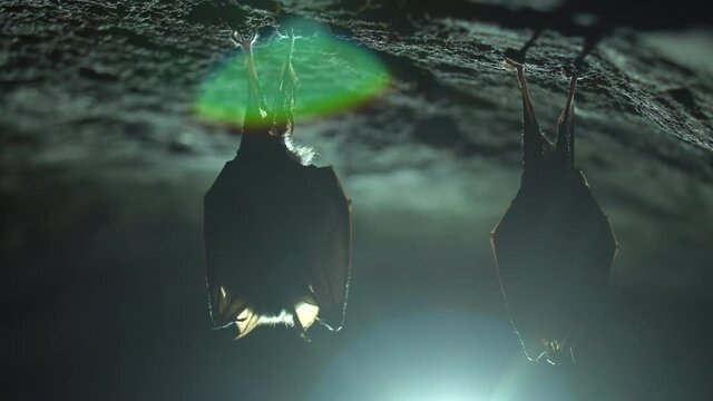 Close up small awake horseshoe bat staring and hanging upside down on top of cold natural rock cave taking off awakened just after hibernation. Wildlife take. Creatively illuminated blurry background