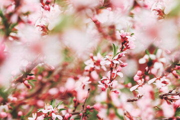 Fototapeta na wymiar Blooming branches with pink flowers. Close-up. Blooming pink almond bush. Spring background. Pink flowers.