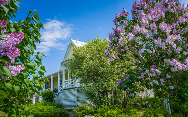 Lilac blossoming and yellow traditional house in the small town of Saint Vallier, near the St...