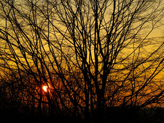 Abendsonne durch Baum im Herbst