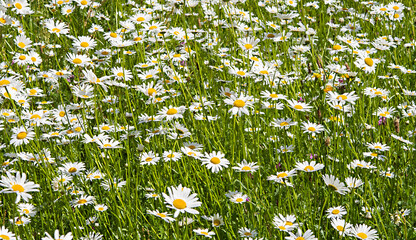 Margeriten (Leucanthemum x superbum)  wei&szlig;-gelben Bl&uuml;ten auf Feld und Wiese  Nahaufnahme 