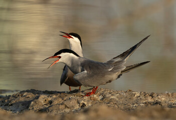 A pair of White-cheeked Tern at Asker marsh, Bahrain