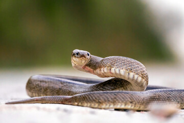 close-up view of ladder snake crawling for prey