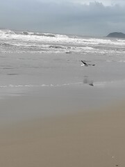 seagull on the beach