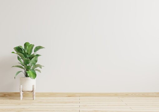 Empty room white walls with beautiful plants sideways on the floor.3d rendering.