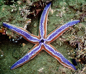Costa Rica Pacific sea life.