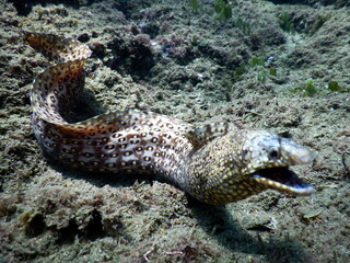 Costa Rica Pacific sea life.